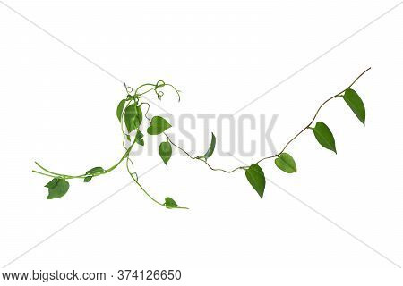 Twisted  Vines  Leaf With Heart Shaped Green Leaves Isolated On White Background, Clipping Path Incl