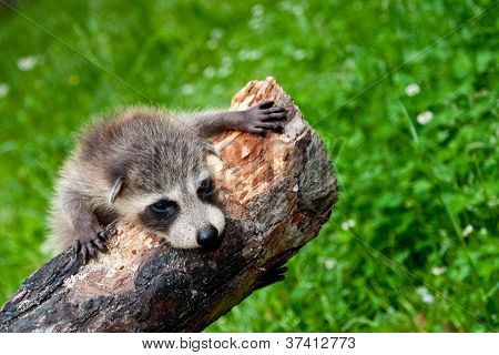 Baby procione