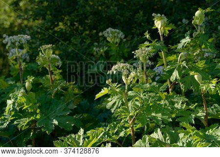 Giant Dangerous Allergic Hogweed Plant Growing In The Field. Poisonous Heracleum Grass Inflorescence