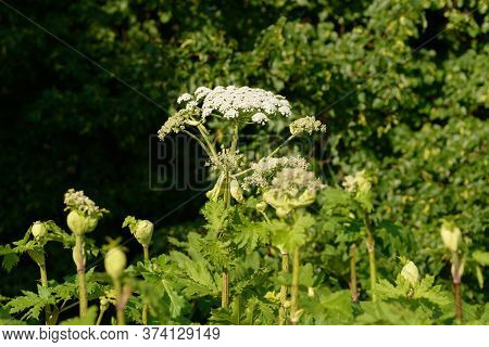 Giant Dangerous Allergic Hogweed Plant Growing In The Field. Poisonous Heracleum Grass Inflorescence