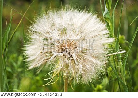 Meadow Goat-breeder (astrov Family). A Larger Dandelion After Rain. Close-up.