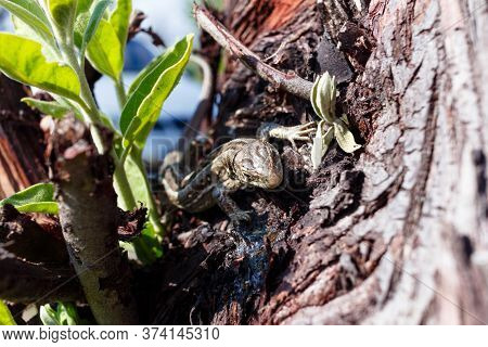 Green Forest Lizard, Sitting On A Tree. Wild Lizard Green. A Brown-green Lizard Sits On A Tree. Zoot