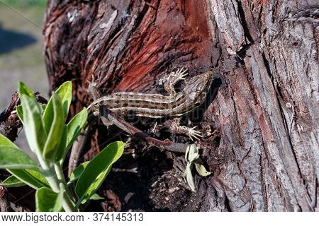 Green Forest Lizard, Sitting On A Tree. Wild Lizard Green. A Brown-green Lizard Sits On A Tree. Zoot