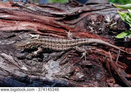 Green Forest Lizard, Sitting On A Tree. Wild Lizard Green. A Brown-green Lizard Sits On A Tree. Zoot