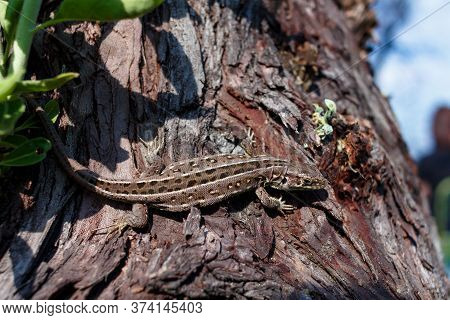 Green Forest Lizard, Sitting On A Tree. Wild Lizard Green. A Brown-green Lizard Sits On A Tree. Zoot