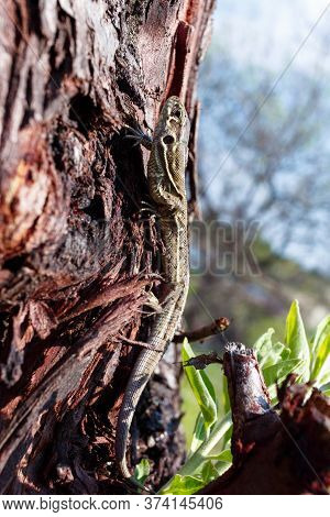 Green Forest Lizard, Sitting On A Tree. Wild Lizard Green. A Brown-green Lizard Sits On A Tree. Zoot