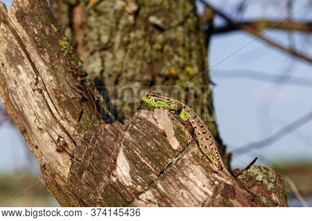 Green Forest Lizard, Sitting On A Tree. Wild Lizard Green. A Brown-green Lizard Sits On A Tree. Zoot