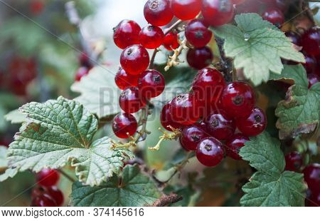 Red Currant On The Bush. Summer Berries, Harvest.
