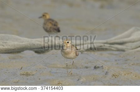 wild birds are moving on the mud collecting food .