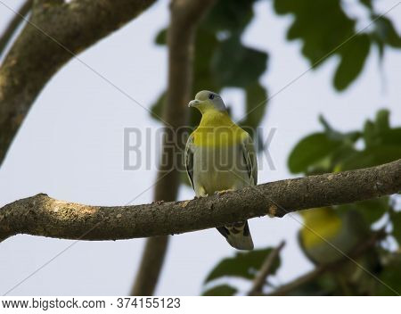 A wild bird on the brach of a tree .
