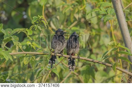 Wild birds are on the branch of a tree .