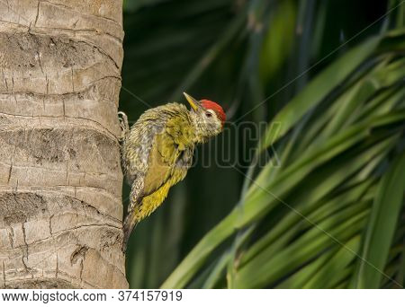 A wild bird woodpecker on the tree .
