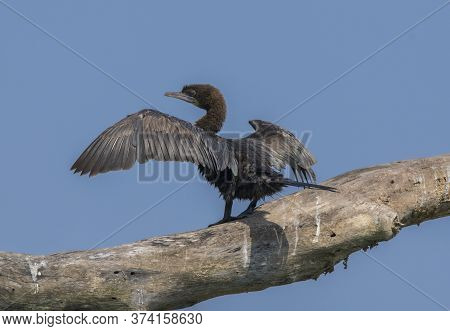 A wild bird on the tree taking sunbath .