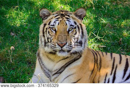 Bengal Tiger Portrait In The Nature Close Up