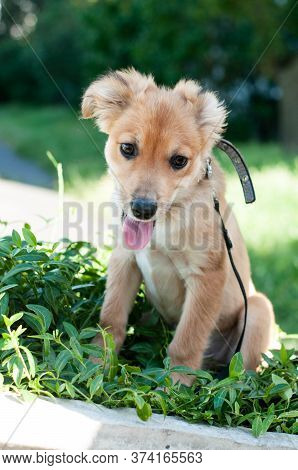 Addorable Outbred Brown Puppy With Sticking Out Tongue In Black Collar And Leash Looking Away On Gre