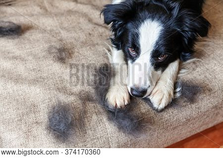 Funny Portrait Of Cute Puppy Dog Border Collie With Fur In Moulting Lying Down On Couch. Furry Littl