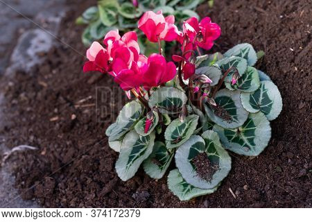 Just Planted Bright Magenta Colored Cyclamen Flowers With Green Leaves In The Ground.decoration Flow