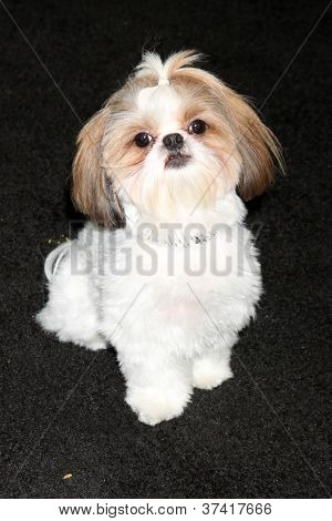 LOS ANGELES - 30 Ott: Bonny Shih Tzu presso i 