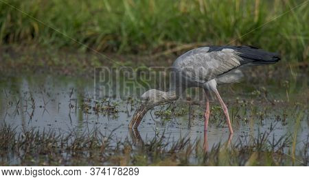 A wild bird collecting food from water .