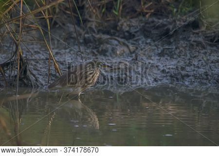 A wild bird on the bank of river .