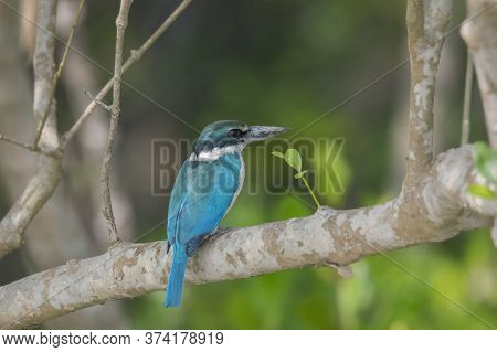 A blue wild kingfisher on the branch of a tree