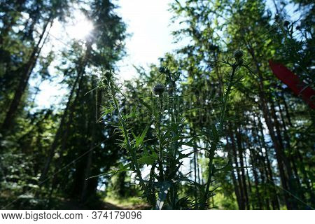 A Thistle Blossoms Along The Way In The Middle Of The Forest In Bavaria