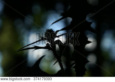 A Thistle Blossoms Along The Way In The Middle Of The Forest In Bavaria