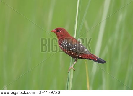 A beautiful red wild bird on the long grass