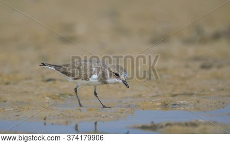 A little wild bird collecting food from water .