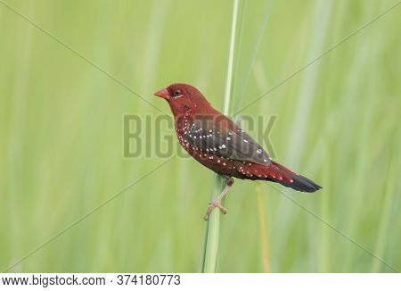 A wild bird on the long grass.