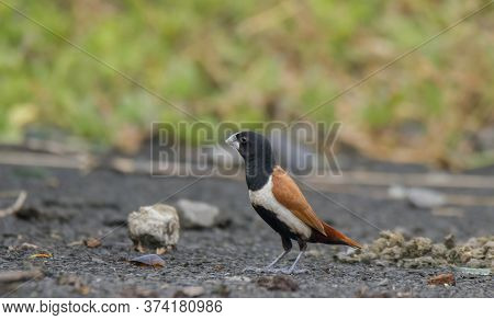 A beautiful wild bird on the road .