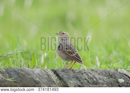 A wild bird alone on the wall .