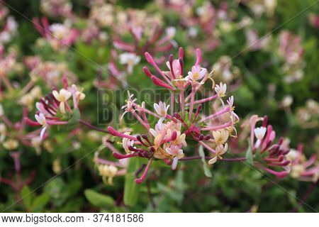Portugal Plant Species - Lonicera Etrusca (etruscan Honeysuckle) In Algarve Region.