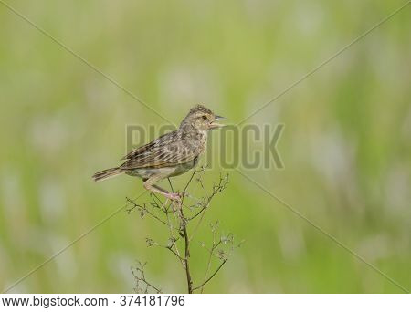 A little wild bird on the branch of a tree