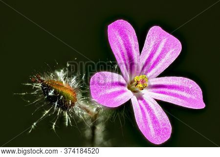 Close-up Of Blossom Of Herb Robert With Dark Background