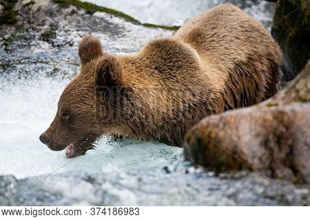 Majestic Brown Bear Standing In River During Summer.