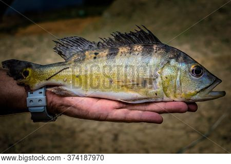 Cichla Sp. A Perciform With A High Area Range In South America. It´s Caudal Fin Was Bitten By A Pira