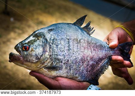 Serrasalmus Rhombeus Is A Common Pirnha In The Amazonas And Orinoco Basin, This Specimen Was Particu
