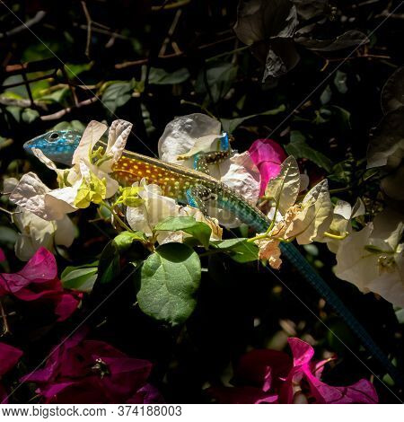 Beatiful Lizzard Over The Flowers In Shrubs.