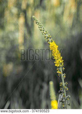 Yellow Arrowgrass Small Flowers On A Blurred Background.agrimonia Eupatoria Plant.