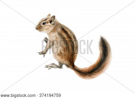 Fluffy Chipmunk (squirrel) Watercolor Illustration. Hand Drawn Small Rodent With A Beautiful Long Ta