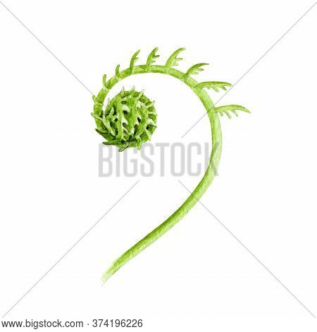 Young Green Fern Sprout Watercolor Illustration. Single Natural Plant Green Leaf Element. Spring Eve