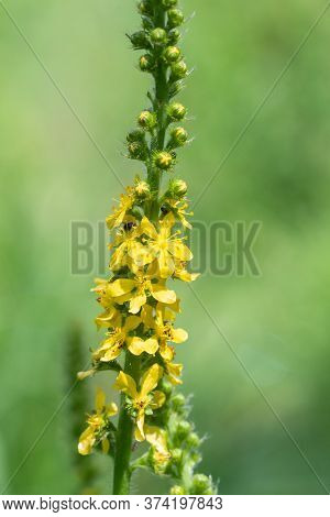 Sticklewort (agrimonia Eupatoria) Plant