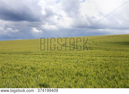 Filed Of Ripe Green Wheat Rye During Sunny Day With Blue Sky And Clouds. Agricultural Farmland Lands