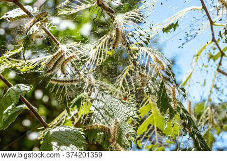 Caterpillars Made Cocoons On Tree. Caterpillars Ate All Leaves In Tree And Twined Branches Of Web In