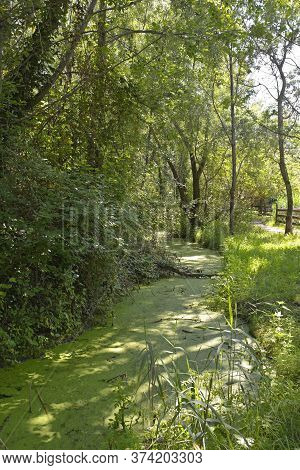 A Stagnant Swamp River Next To A Walkway In The Wetlands Of Isola Della Cona In Friuli-venezia Giuli