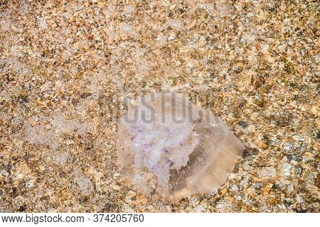 Jellyfish Eared Aurelia Aurita On Sea Coastal