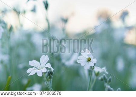 Floristics, Botany Concept - Delicate Little White Flowers From Lower Macro Angle Against Background