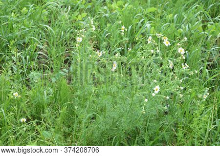 Scentless Mayweed - Tripleurospermum Inodorum. Scentless False Mayweed Blossom ( Tripleurospermum In