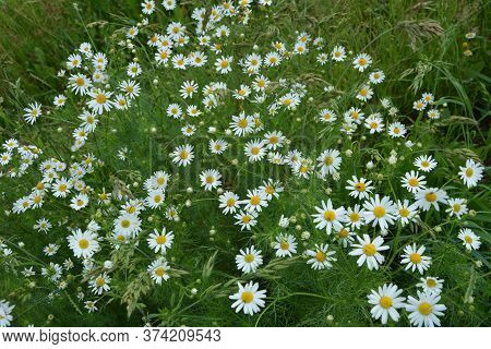 Scentless Mayweed - Tripleurospermum Inodorum. Scentless False Mayweed Blossom ( Tripleurospermum In
